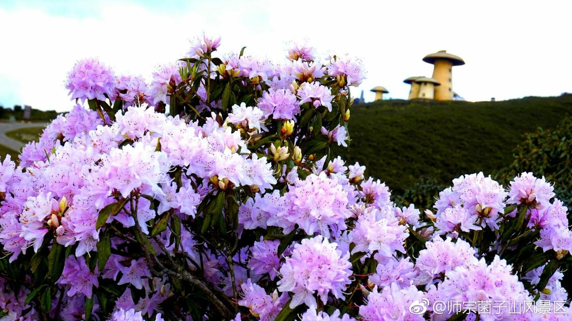 快手自助下单双击：刷单诈骗频发网购陷阱需警惕_qq白马业务网